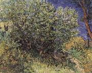 Vincent Van Gogh The Bush oil